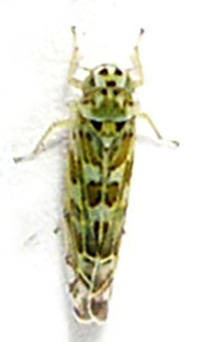 Réf. 333 476 : Eupteryx salviae
